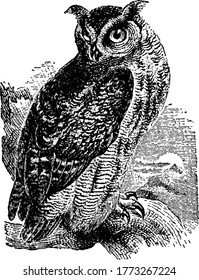 Great Horned Owl, with two big horns, is found in many parts of the world, vintage line drawing or engraving illustration.