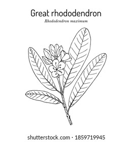 Great laurel (rhododendron maximum), state flower of West Virginia. Hand drawn botanical vector illustration