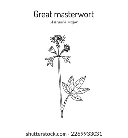 Great masterwort (Astrantia major), medicinal plant. Hand drawn botanical vector illustration