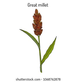 Great millet (Sorghum bicolor), or durra, jowari, milo, cereal crop. Hand drawn botanical vector illustration