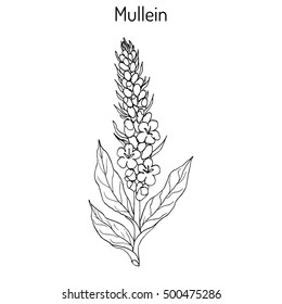 Great mullein (Verbascum thapsus), medicinal plant. Hand drawn botanical vector illustration