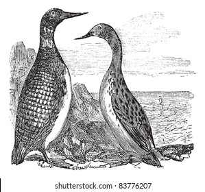 Great Northern Loon or Great Northern Diver or Common Loon or Gavia immer, vintage engraved illustration. Trousset encyclopedia (1886 - 1891).