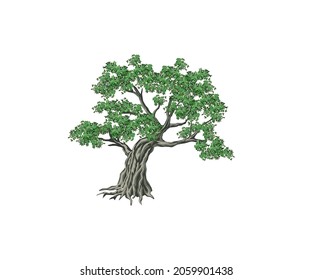 Great of oak tree illustrations vector isolated