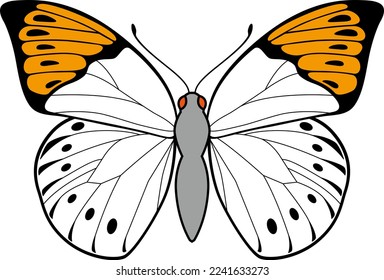 The great orange tip butterfly isolated on the white background