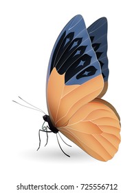 Great orange tip butterfly isolated on a white background. Hebomoia glaucippe vector 3D illustration