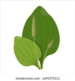 Great plantain, plantago major medicinal plant. Vector illustration.