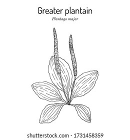 Great plantain. Plantago major - medicinal plant. Hand drawn botanical vector illustration