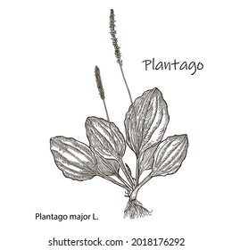 Great plantain. Plantago major - medicinal plant. Hand drawn botanical vector illustration