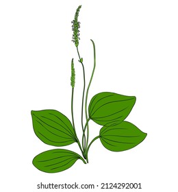 Great plantain, Plantago major medicinal plant wild field flower isolated on white background, hand drawn vector doodle colorful illustration for design package tea, cosmetic, medicine, greeting card