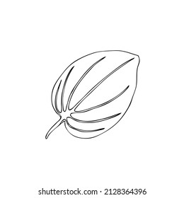 Great plantain, Plantago major medicinal wild field plant isolated on white background, hand drawn vector doodle line art illustration green leaf for design package tea, cosmetic, natural medicine