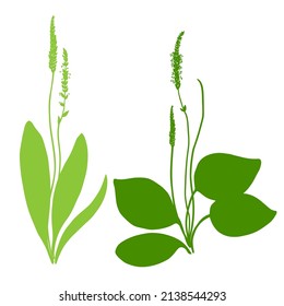 Great plantain, Plantago major medicinal plant wild field flower set isolated on white background, hand drawn vector colorful illustration green silhouette for design package tea, cosmetic, medicine