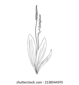 Great plantain, Plantago major medicinal plant wild field flower isolated on white background, hand drawn vector doodle line art illustration for design package tea, cosmetic, medicine, greeting card