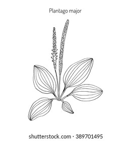 Great plantain. Plantago major - medicinal plant. Hand drawn botanical vector illustration