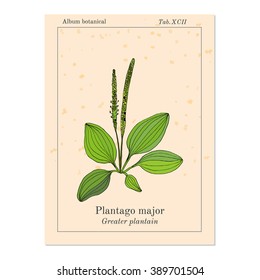 Great plantain. Plantago major - medicinal plant. Hand drawn botanical vector illustration