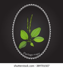Great plantain. Plantago major - medicinal plant. Hand drawn botanical vector illustration