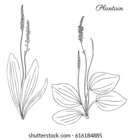 Great plantain, Plantago major medicinal plant wild field flower isolated on white background, hand drawn vector doodle sketch illustration for design package tea, cosmetic, medicine, greeting card