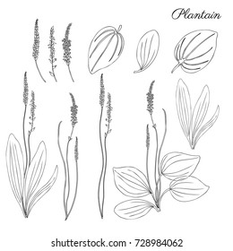 Great plantain, Plantago major medicinal plant wild field flower isolated on white backdrop, hand drawn vector doodle ink sketch illustration for design package tea, cosmetic, medicine, greeting card