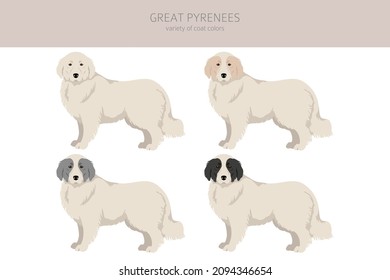 Great Pyrenees clipart. Different poses, coat colors set.  Vector illustration