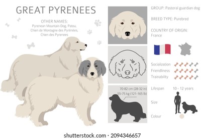 Great Pyrenees clipart. Different poses, coat colors set.  Vector illustration