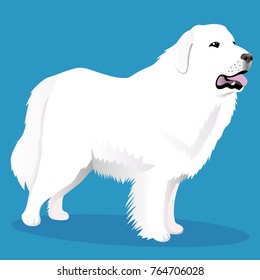 Great Pyrenees Dog