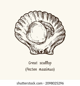 Great scallop (Pecten maximus) open. Ink black and white doodle drawing in woodcut style with inscription.