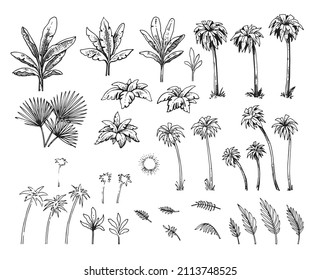 Great set for the rainforest. Tropical plant. Hand drawing outline. Sketch of exotic plants. Summer landscape. Isolated on white background. Vector.