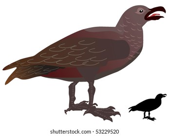 great skua