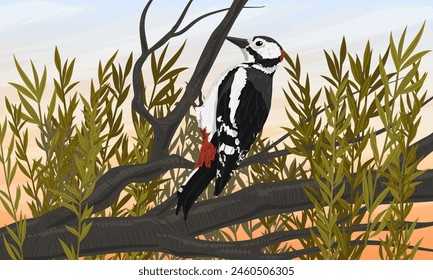 A great spotted woodpecker at dawn sits on a tree branch in a summer forest. Wild bird of Palearctic and North America. Realistic vector landscape