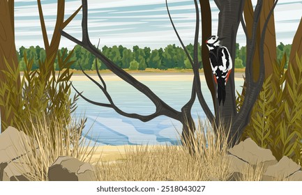 A great spotted woodpecker at dawn sits on a tree branch on the shore of the lake. Wild bird. Realistic vector landscape