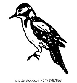 Great spotted woodpecker. Dendrocopos major. Animal design. Perched European bird illustration. Hand drawn linear doodle rough sketch. Black and white silhouette.