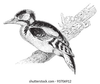 Great Spotted Woodpecker (Dendrocopus major) / vintage illustration from Meyers Konversations-Lexikon 1897