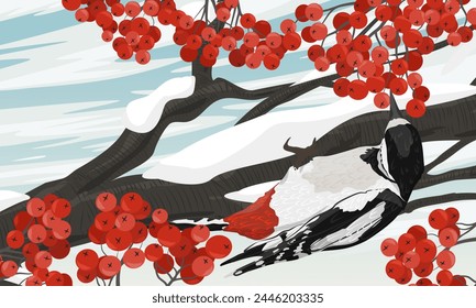 A great spotted woodpecker eats red rowan berries while sitting on a snow-covered branch. Wild bird of Palearctic and North America in winter. Realistic vector landscape