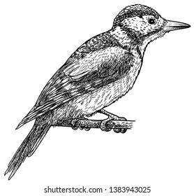 Great spotted woodpecker illustration, drawing, engraving, ink, line art, vector