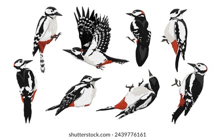 Gran conjunto de pájaro carpintero manchado. Los pájaros carpinteros se sientan, cincelan árboles y vuelan. Ave silvestre del Paleártico y Norteamérica. Animal vector realista