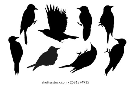 Great spotted woodpecker silhouette set. Wild bird of Palearctic and North America. Realistic vector animal