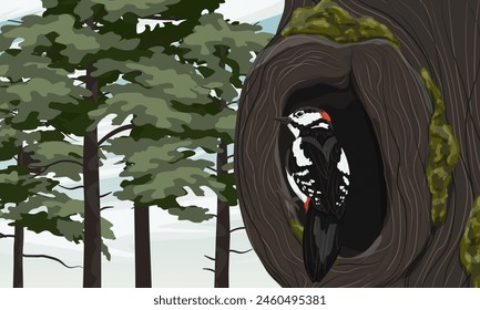 A great spotted woodpecker sits in the hollow of a large old moss-covered tree. Wild bird of Palearctic and North America. Realistic vector landscape