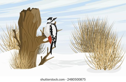 A great spotted woodpecker sits on a stump. Wild bird of Palearctic and North America in winter. Realistic vector landscape