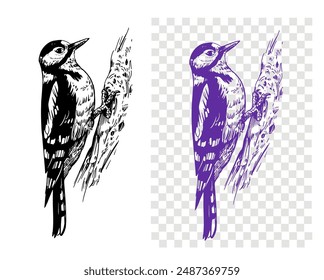 Great Spotted Woodpecker sketch, realistic bird, hand drawing, vector illustration, engraving style