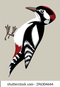 Great spotted woodpecker, vector illustration