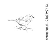 A great tit bird drawing in black and white. Line drawn side profile bird. Hand drawn bird vector.