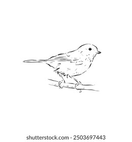 Un gran dibujo de pájaro teta en blanco y negro. Línea dibujada pájaro de perfil lateral. Vector de pájaro dibujado a mano.