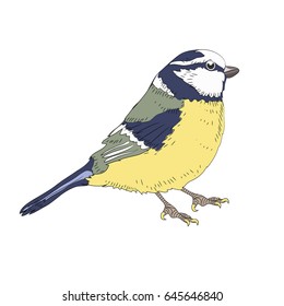 Great Tit bird. Vector illustration on white background