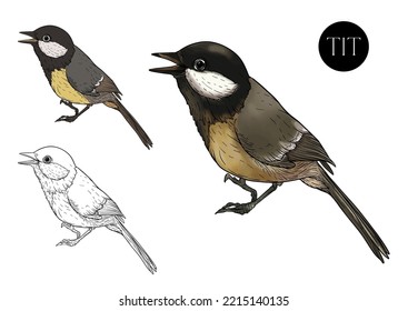 Great tit, cute bird in colourful and outline. Isolated vector illustration