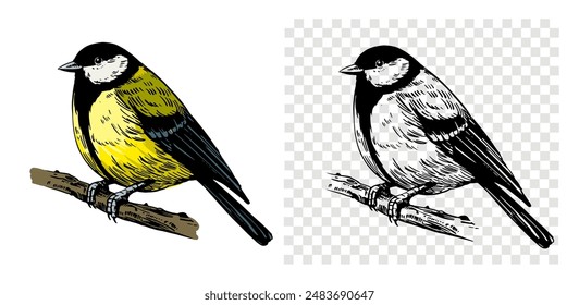 Great tit sketch, realistic bird, hand drawn, vector illustration, black outline