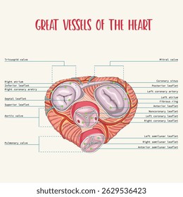 Grandes Vasijas y Plano Valvular del Corazón Humano. Anatomía de las válvulas cardíacas. Válvula mitral, válvula pulmonar, válvula aórtica, válvula tricúspide.