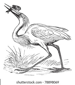 Great White Heron (Ardea occidentalis) vintage engraving. Old engraved illustration of white heron with caught fish. Trousset encyclopedia (1886 - 1891)