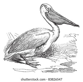 Great White Pelican or Eastern White Pelican or Pelecanus onocrotalus, vintage engraved illustration. Trousset encyclopedia (1886 - 1891).