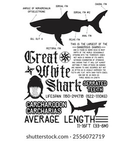 Great White Shark Anatomy , Marine Biologist