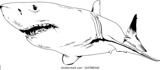 great white shark attacks with open mouth, hand-drawn ink sketch