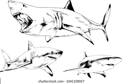 great white shark drawn in ink freehand sketch logo